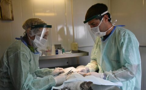 Cronograma de la atención veterinaria gratuita