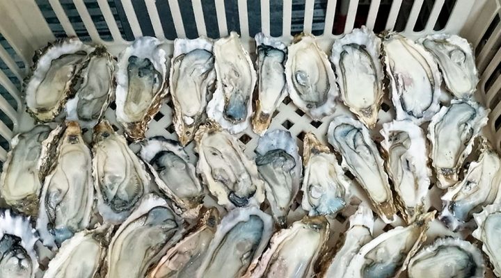 Investigadores del CONICET elaboran la primera salsa de ostras nacional en conjunto con una empresa