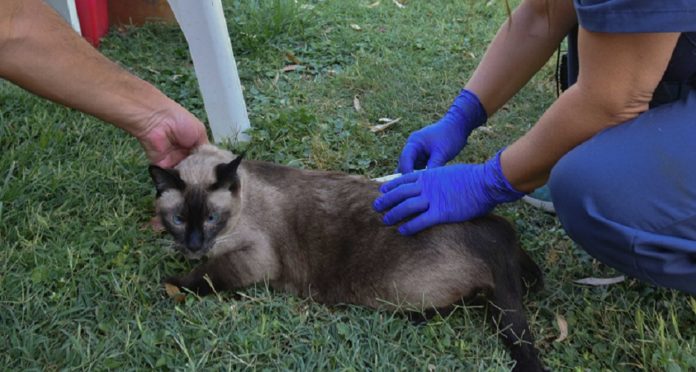 Cómo será la atención veterinaria municipal del 22 al 26 de diciembre