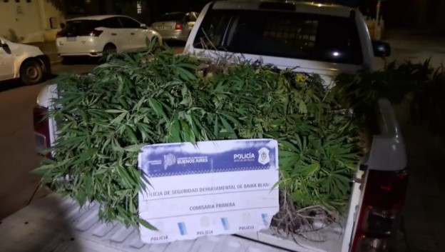 Detuvieron a dos personas y secuestraron 13 plantas de marihuana