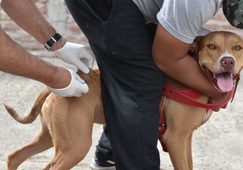 Cuándo y dónde será la atención veterinaria gratuita la próxima semana