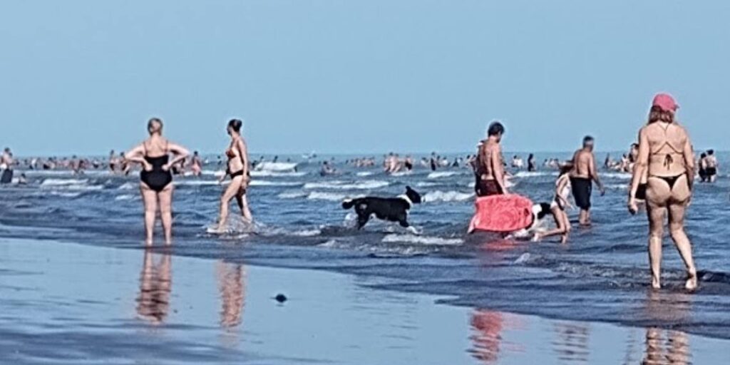 Proliferan reclamos por el incumplimiento de la ordenanza que prohibe llevar las mascotas a la playa