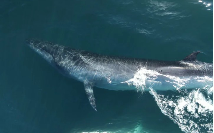 Reapareció una ballena tras casi 100 años desaparecida en la costa de la Argentina