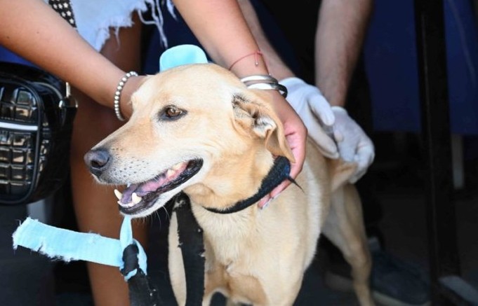 Servicios destinados a mascotas