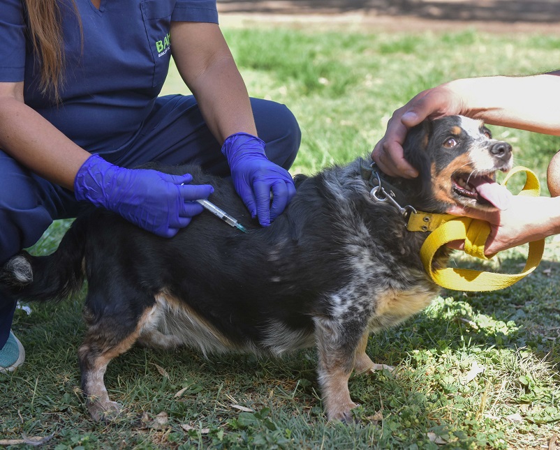 Cómo será la atención veterinaria gratuita la próxima