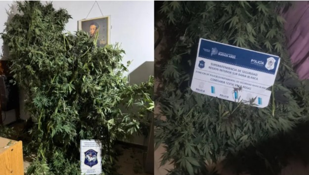 Incautaron dos grandes plantas de marihuana durante un allanamiento
