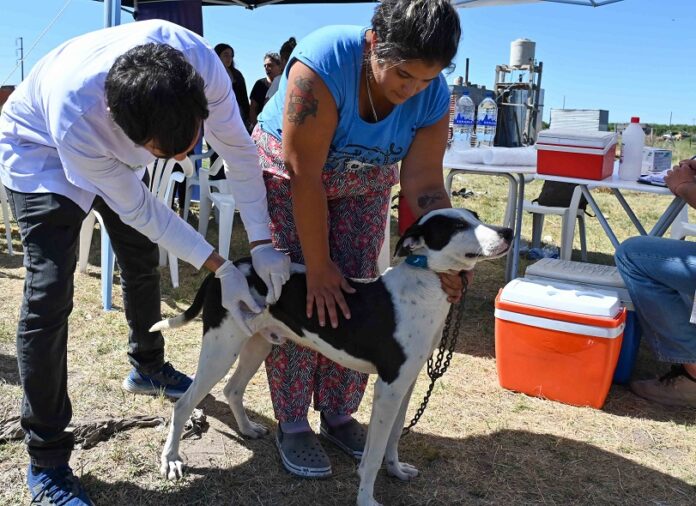 Veterinaria municipal: cronograma de atención para la semana del 20 al 24 de abril