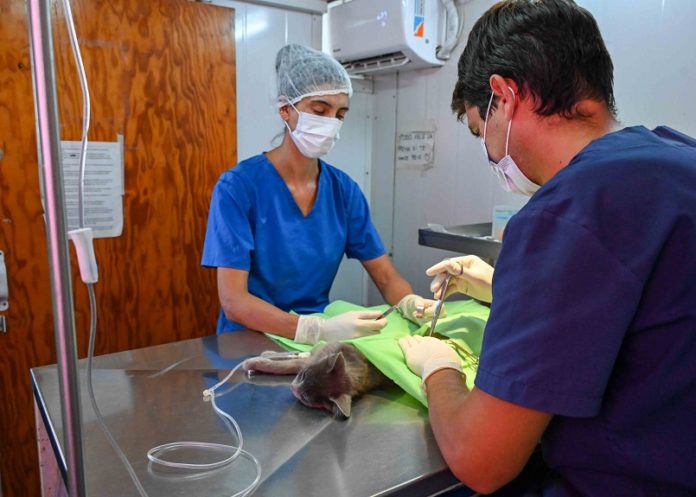Jornada intensiva de castración por el Día del Animal