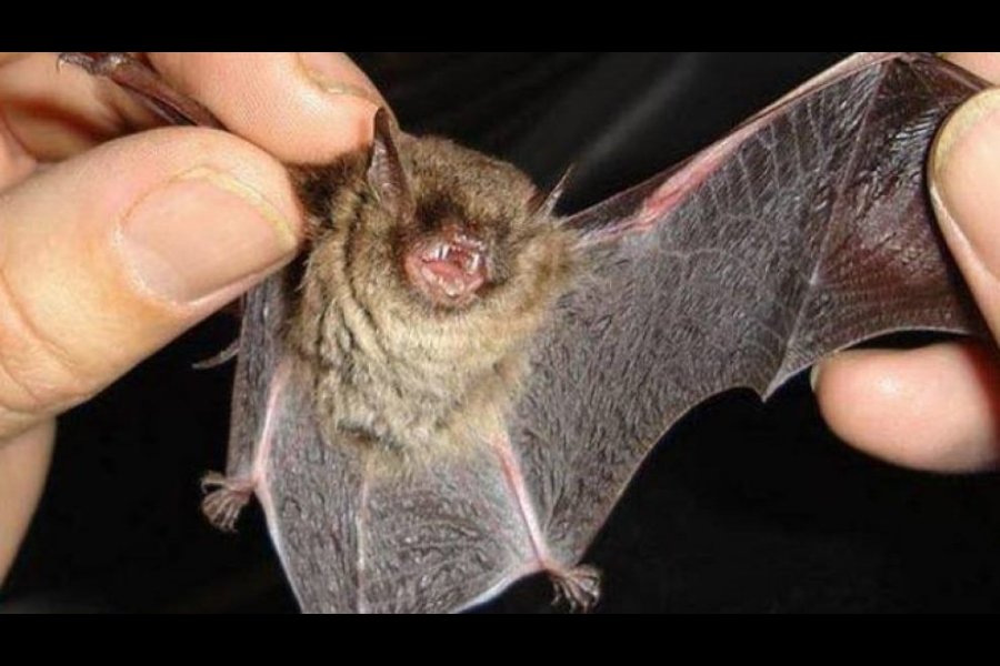 Jornadas extraordinarias de vacunación antirrábica por caso positivo de rabia en un murciélago