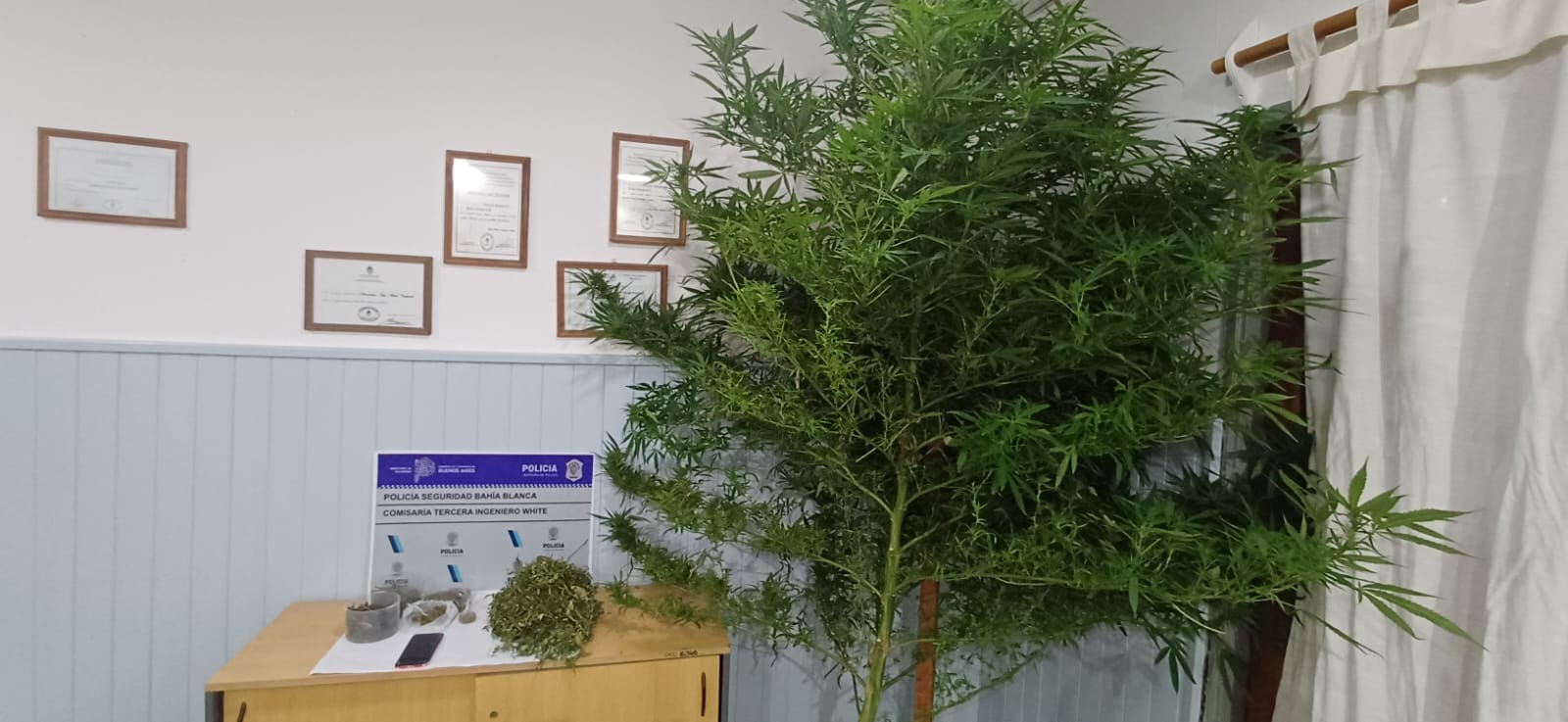 Un detenido y el secuestro de marihuana durante un allanamiento
