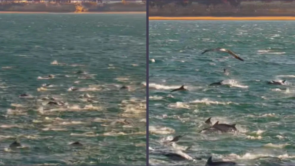 Más de 500 delfines protagonizaron un espectáculo único frente a Las Grutas