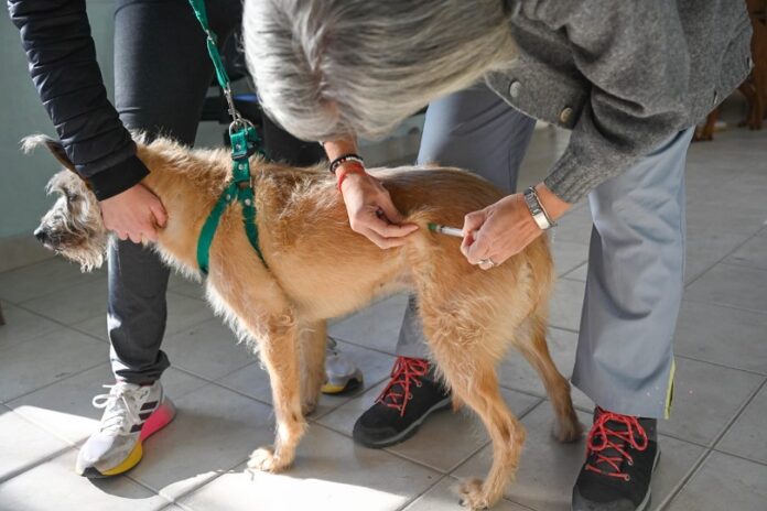 Puntos de atención veterinaria gratuita la próxima semana