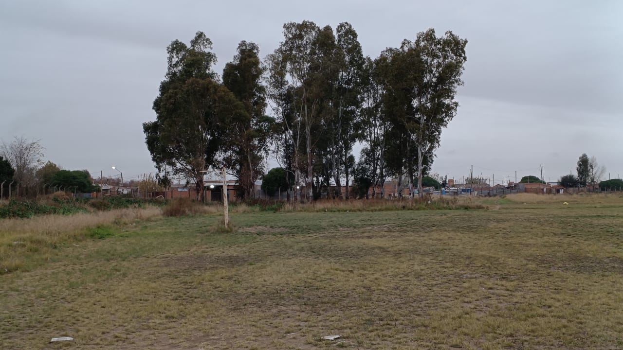 Insólito robo en el predio de Villa Mitre: Ahora talaron árboles y se los llevaron
