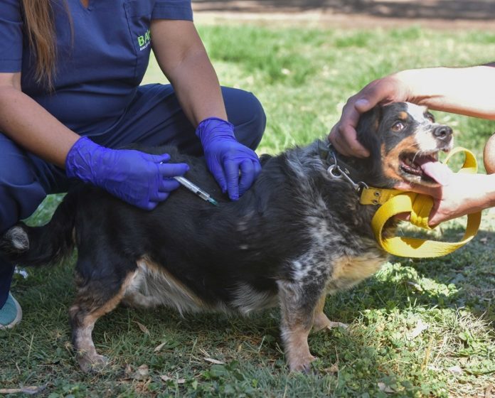 Será acotada la atención veterinaria gratuita la próxima semana