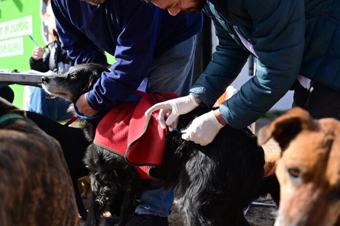 Atención veterinaria gratuita en la primera semana de agosto