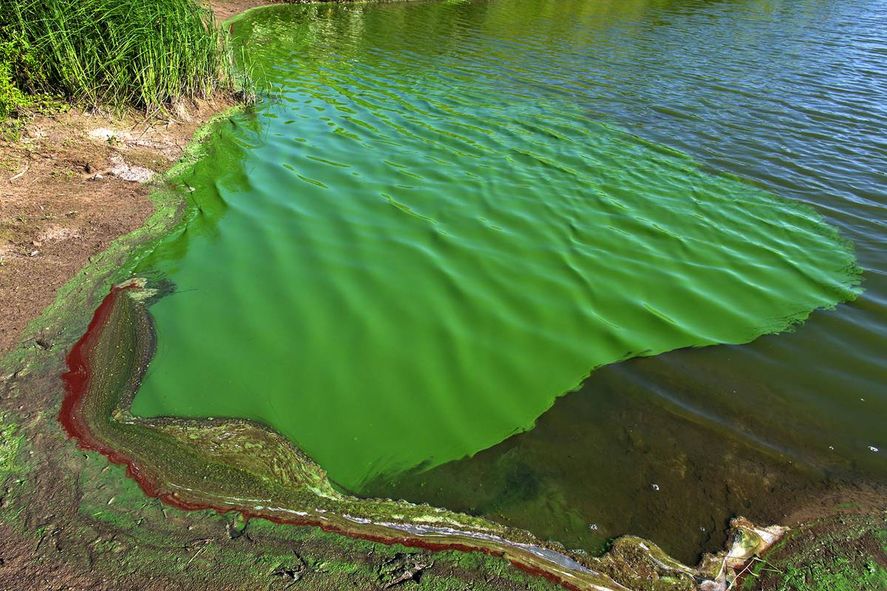 Alerta por Cianobacterias en el agua en Monte Hermoso y otros municipios
