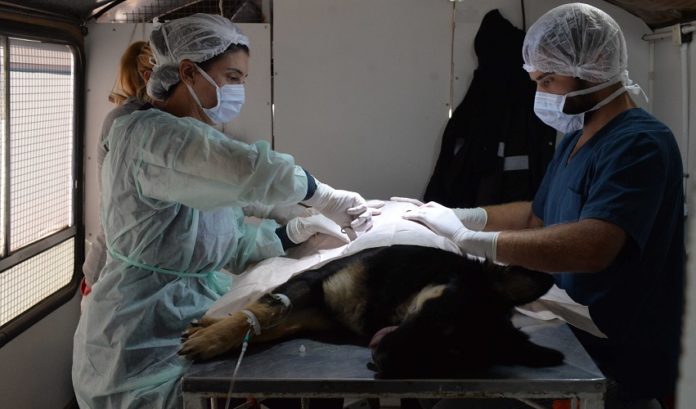 Detalles de la atención veterinaria gratuita de la semana que arranca