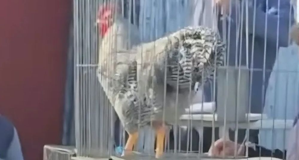 Se vendió el gallo más caro de la Argentina: más de tres millones de pesos