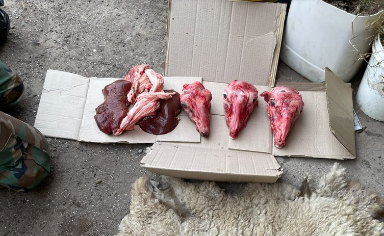 Juan A. Pradere: Secuestran carne de cordero, ñandú y una camioneta en torno a una investigación por abigeato