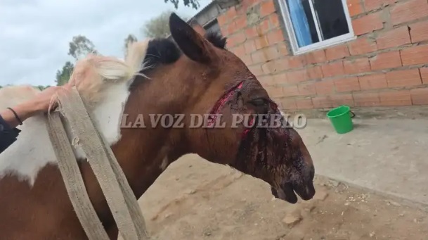 Salvaje ataque a una yegua en zona de quintas de Coronel Dorrego